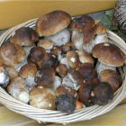 Steinpilze